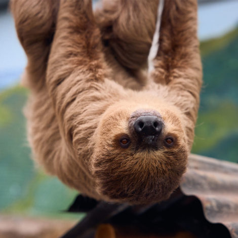 ZooParc Overloon