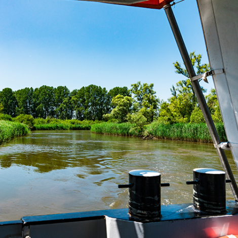 biesbosch